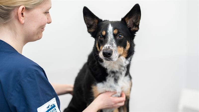 Evidensia lanserar abonnemang för djurvård – Evidensia Care kostar 239 kr i månaden